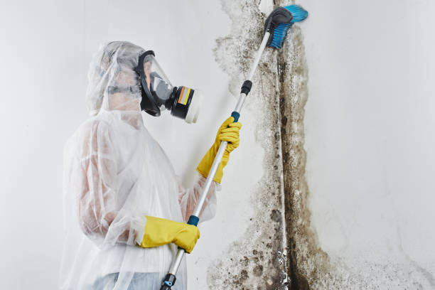 Best Residential Mold Removal  in Anderson, IN