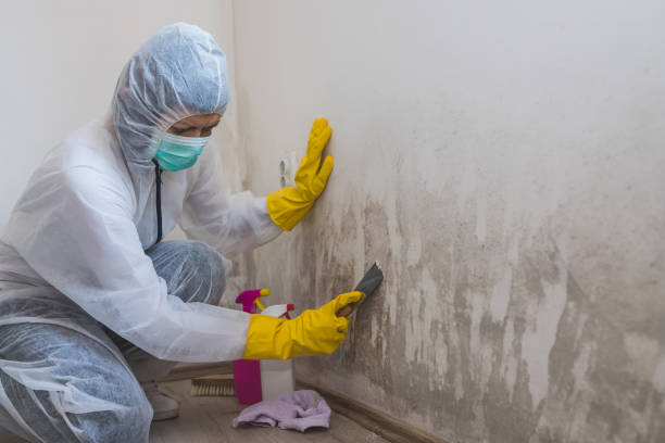 Best Toxic Mold Removal  in Anderson, IN