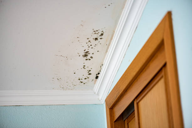 Best Mold Cleaning Services  in Anderson, IN