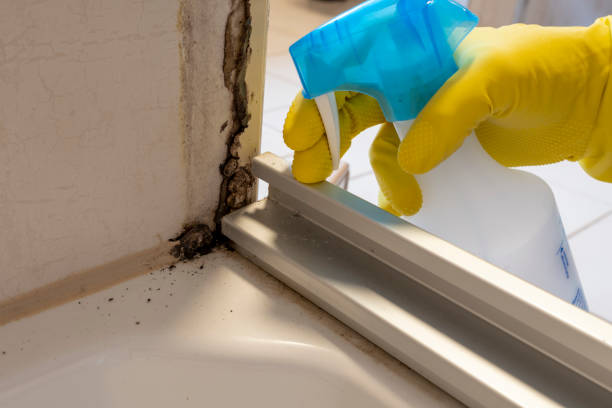 Best Crawl Space Mold Removal  in Anderson, IN