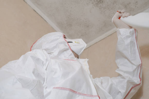 Trusted Anderson, IN Mold Removal Experts