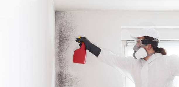 Best Fast Mold Removal  in Anderson, IN