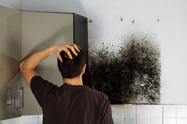 Mold Removal and Inspection in Anderson, IN