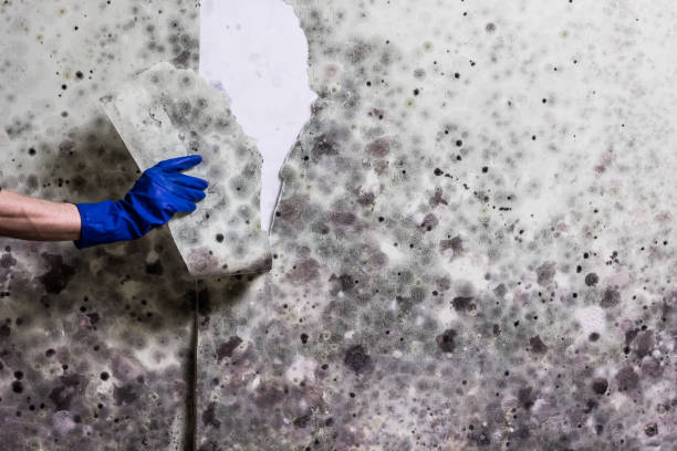 Best Mold Remediation  in Anderson, IN