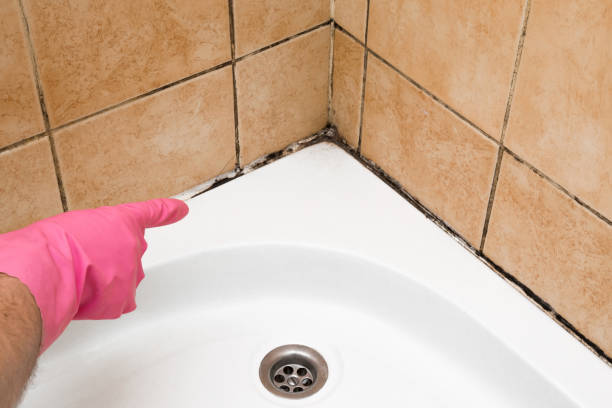 Best Office Mold Removal Services  in Anderson, IN